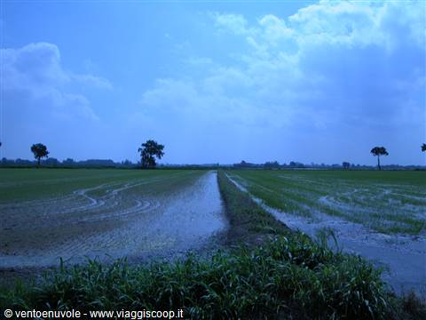 Flooded rice paddy at dusk, grass ridges and lone trees under blue clouds