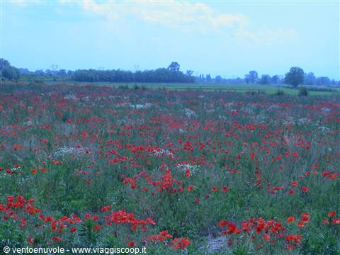 Field of red poppy flowers under blue sky with distant trees