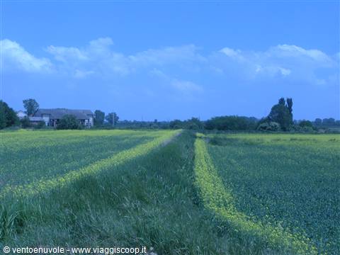 Yellow flowering field along a country path, farmhouse in the distance