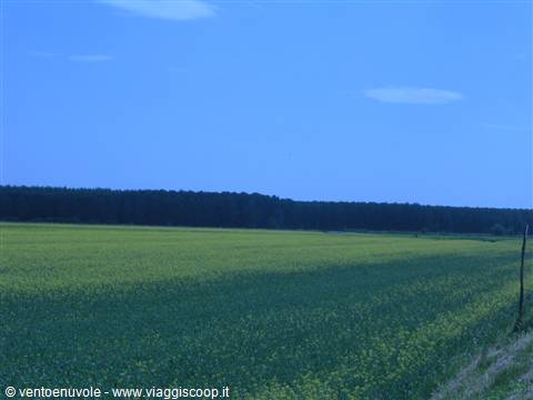 Yellow rapeseed field under blue sky with a tree line in background