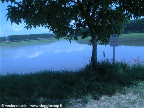 Tree on grassy bank beside flooded field, wooden signpost, red poppies nearby
