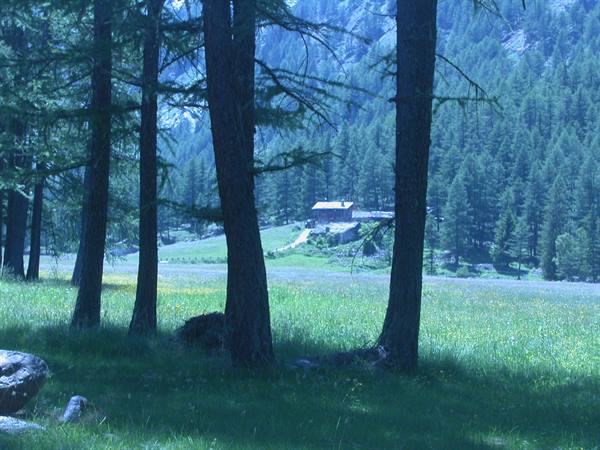 Conifer trunks on green meadow, wooden hut among firs and forested mountain