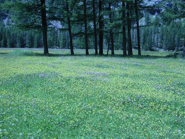 Meadow of buttercups blooming at the edge of a dense larch forest