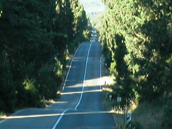 Asphalt road descending between tall green pines, sunlight