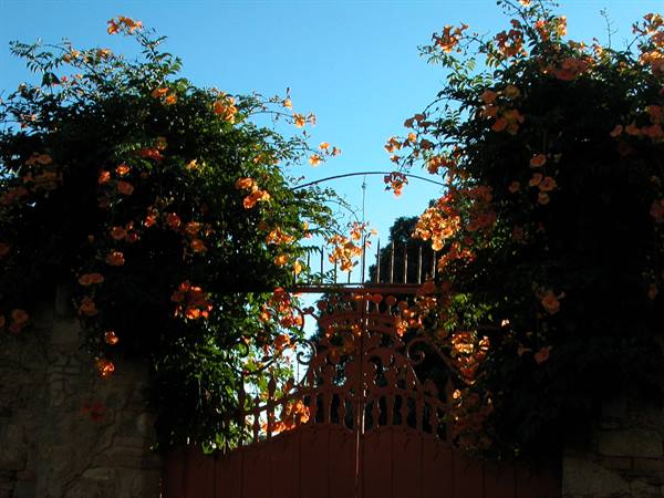 Wrought iron gate covered with orange flowers, blue sky