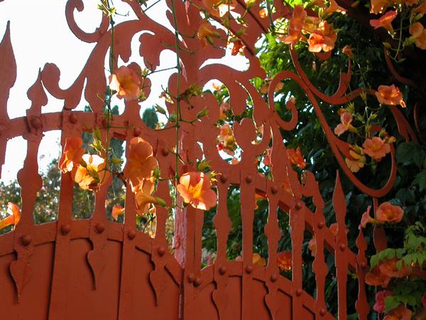 Orange wrought iron gate with blooming trumpet vine flowers