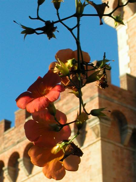 Orange trumpet flowers close-up in front of a brick crenellated tower