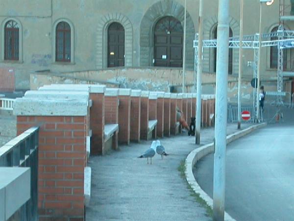 Two seagulls on the sidewalk beside the brick benches of Piazza Bovio