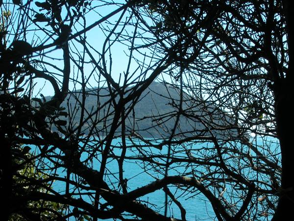 Mediterranean scrub branches frame turquoise sea and a headland