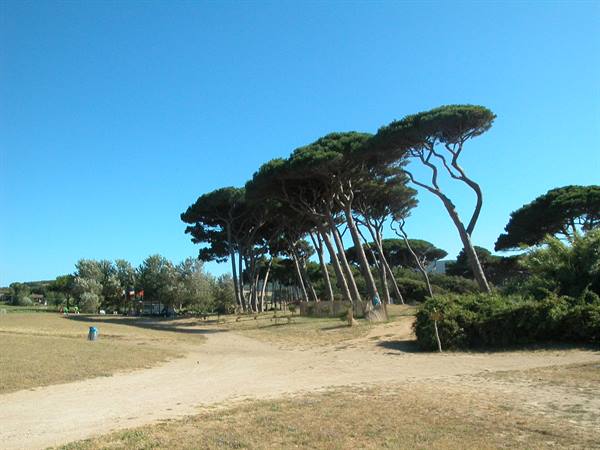 Wind-swept maritime pines leaning over a sandy grassy path