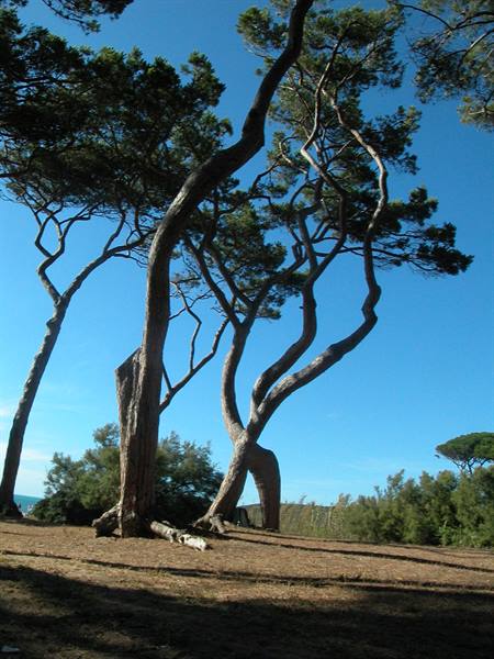 Twisted maritime pines on golden sand under deep blue sky