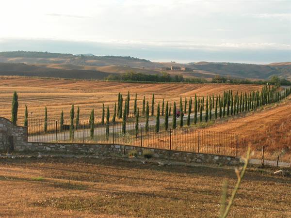 Cypress-lined white road through plowed fields beside a stone wall