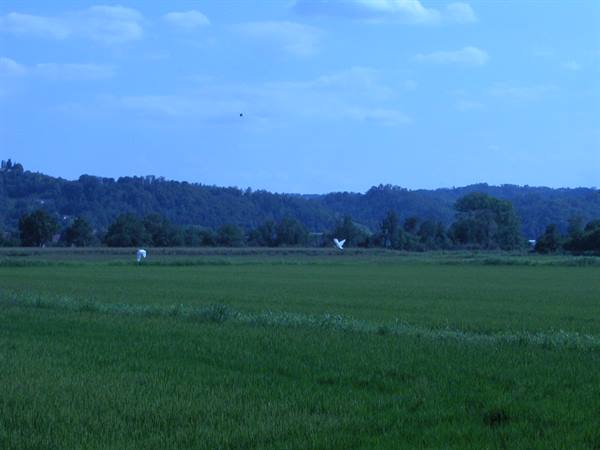 White heron over a green field, wooded hills in the background, evening light