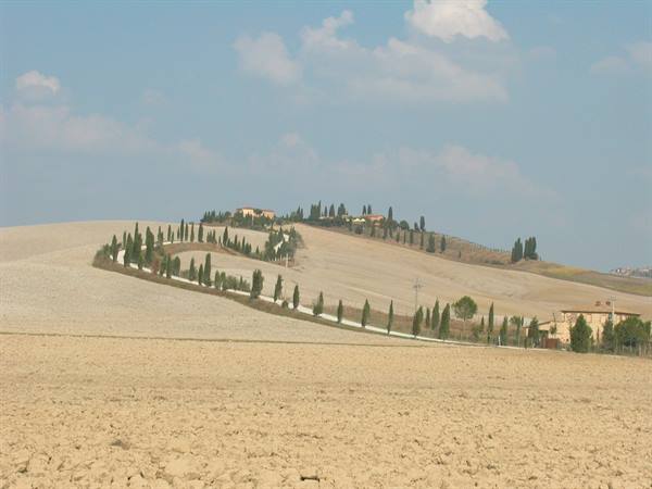 A cypress-lined road winds through golden ploughed hills with farmhouses, Val d'Orcia