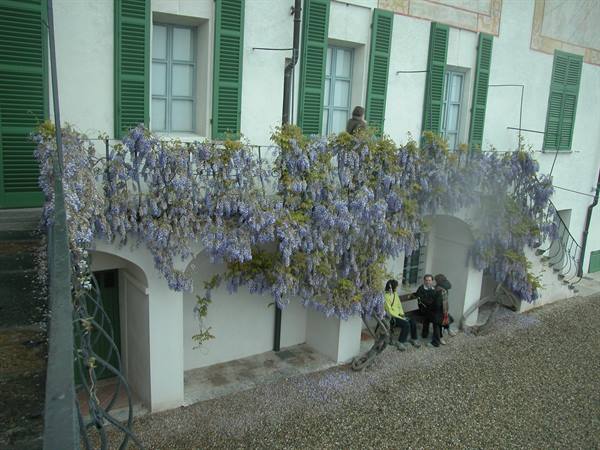 Wisteria in bloom on a white facade with green shutters, people beneath the arcade