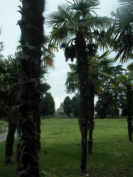 Palm trees in a green park with a pavilion visible among the trees