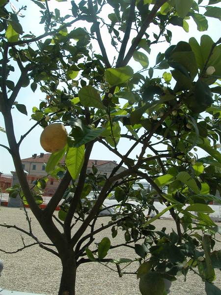 Lemon tree in blossom in front of a red-roofed building