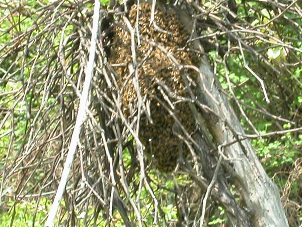Swarm of bees hanging on a dry branch among trees