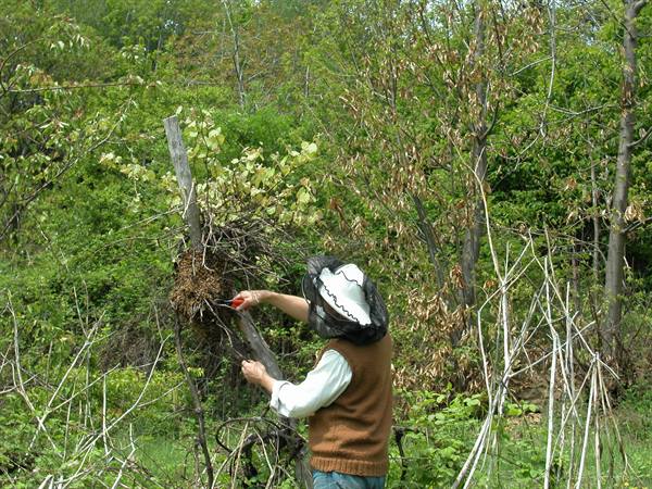 Person in white hat pruning dry branches with shears among green bushes