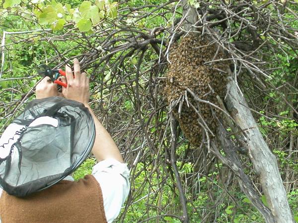 Beekeeper in veiled hat cuts branches beside a wild bee swarm on the tree