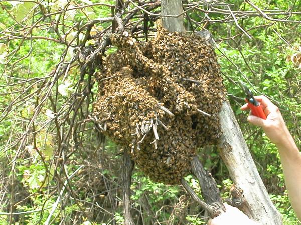 Bee swarm clustered on dry branches, hand holding red pruning shears