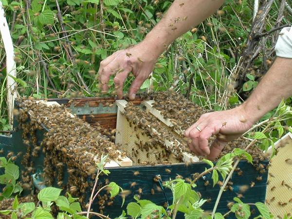 Beekeeper with bare hands among bees on wooden hive frames