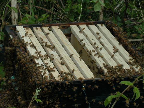 Swarm of bees covering wooden hive frames in an open box among greenery