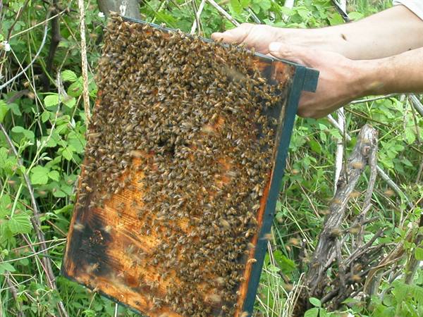 Hands lifting a honeycomb frame covered with bees among greenery