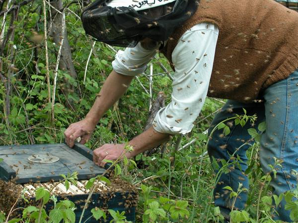 Beekeeper in veil inspects a wooden hive surrounded by flying bees