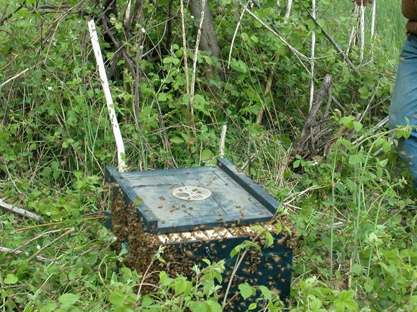 Wooden beehive among bushes, bees swarming on the lid, beekeeper nearby