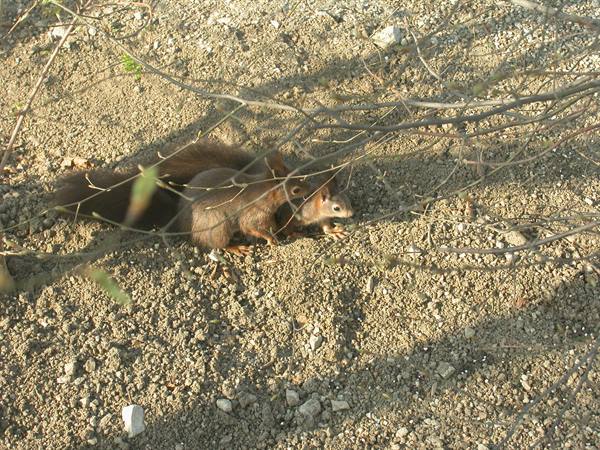 Red squirrel among dry branches on sunlit sandy ground