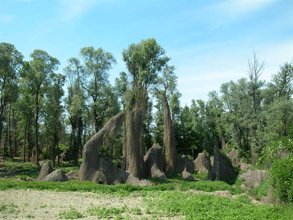 Trees with exposed roots on eroded earth mounds, grassy clearing