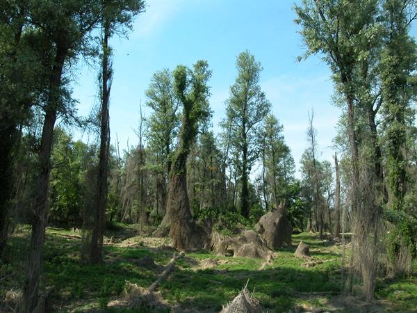 Woodland of tall poplars, bare trunks and green grass under blue sky