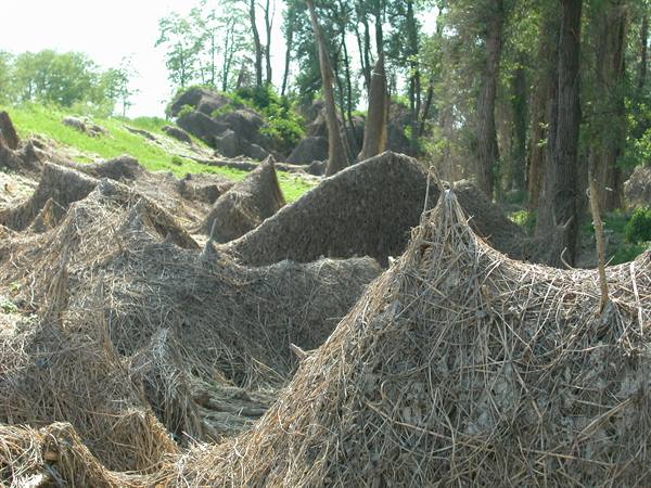 Piles of dry branches and mud under green trees in daylight