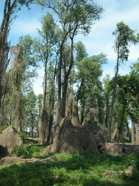 Tall trees with dry climbing vines on trunks among green grass and blue sky