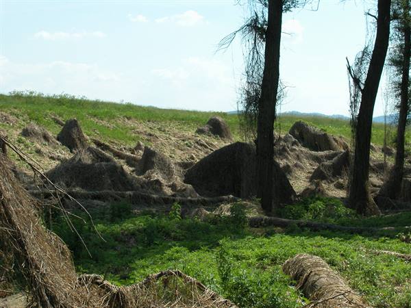 Piles of dried seaweed among trees and green vegetation