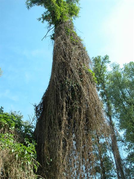 Tall tree wrapped in dry vines against blue sky