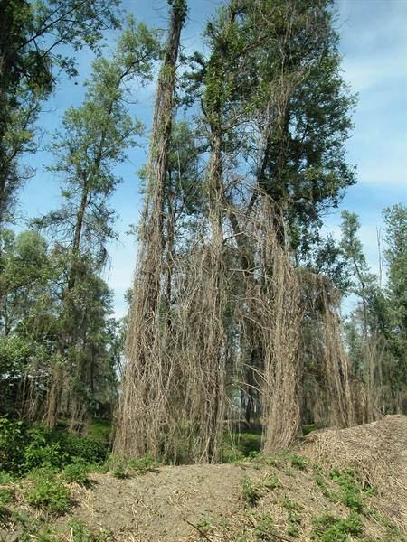 Tall trees wrapped in dry vines at the edge of a field
