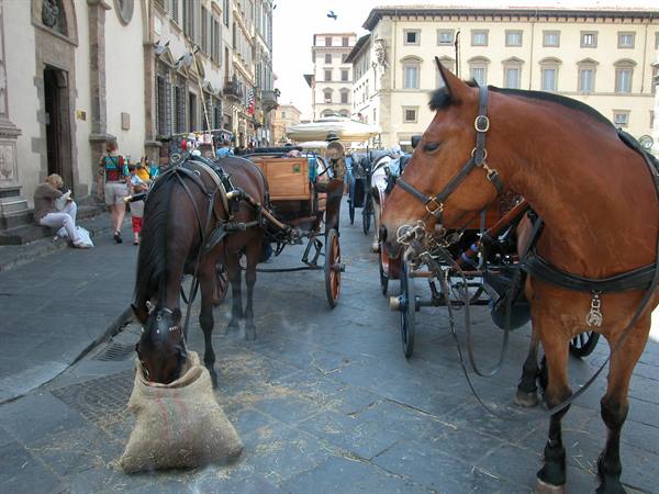 Brown horse eating hay from a sack among carriages in a Florence square