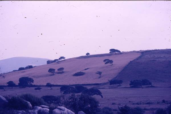 Hillside with scattered trees and foreground rocks, faded purple slide