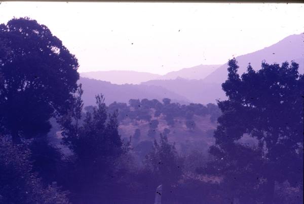 Dark trees in foreground over rolling hills lit by purple light