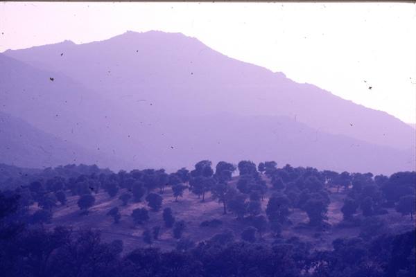 Scattered trees on grassy hillside before hazy purple mountains
