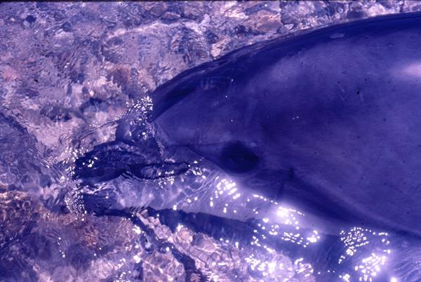 Dolphin surfacing in clear water with sparkling light reflections