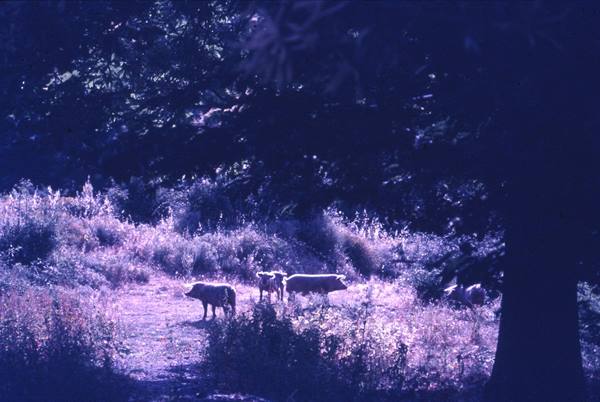 Cattle grazing among bushes, purple-toned light, large shaded tree nearby