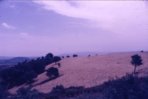 Hillside with golden wheat field, scattered trees and cloudy sky