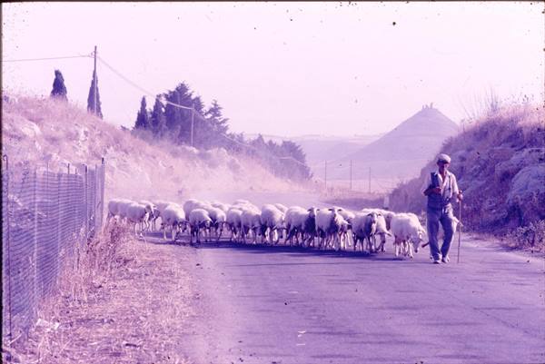 Shepherd with staff leads flock of sheep along paved road