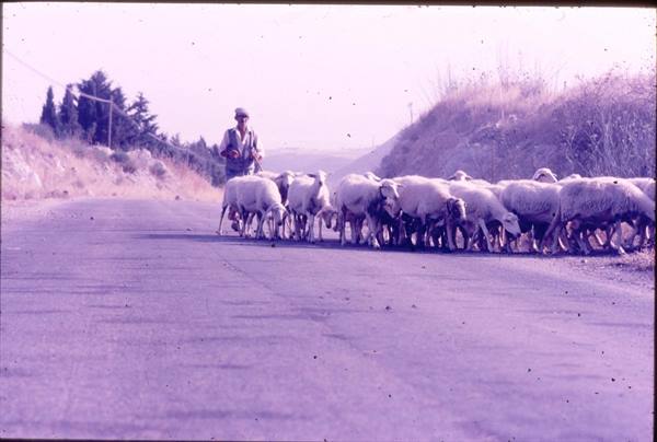 Shepherd with white sheep flock on paved road, hills and cypress trees behind