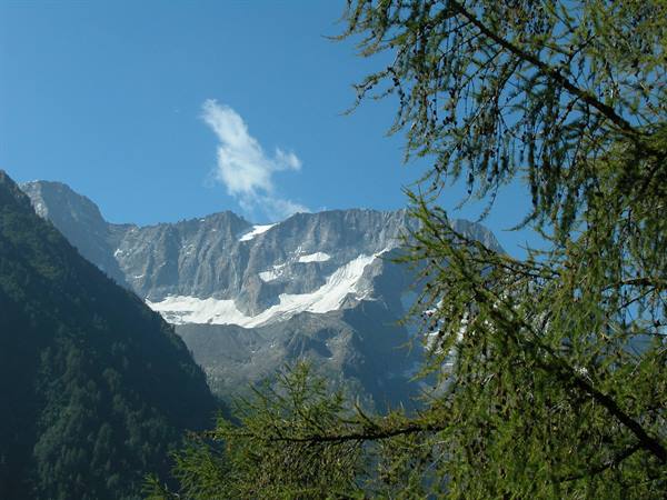 Snowy mountain behind larch branches under blue sky with a cloud