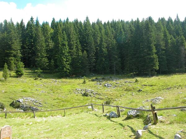 wooden fence on rocky meadow in front of dense fir forest
