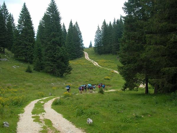 Group of hikers with backpacks on dirt trail among firs and meadows